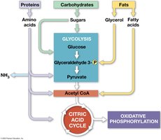 Catabolism of various molecules from food