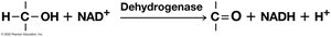 Dehydrogenase reaction with NAD+