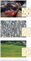 Examples of clumped, uniform, and random dispersion patterns in populations