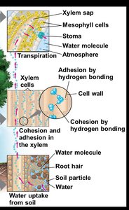 Diagram showing water potential gradient from soil to atmosphere
