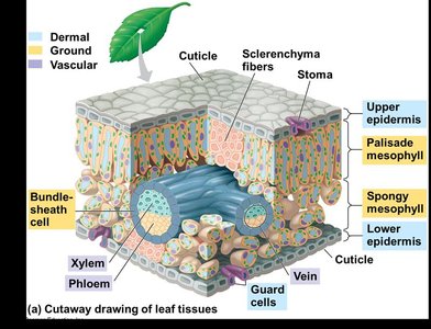 Cutaway drawing of leaf tissues showing stomata and guard cells