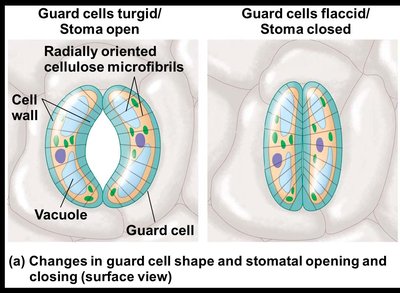 Diagram showing turgid and flaccid guard cells