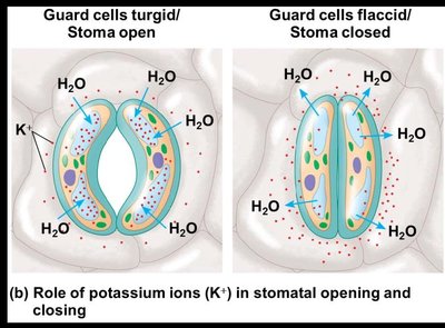 Role of potassium ions in stomatal opening and closing
