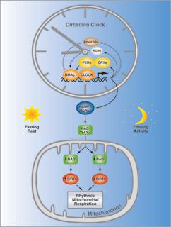 Diagram of circadian clock mechanisms