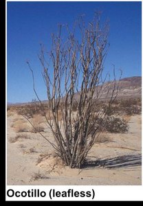 Photo of leafless Ocotillo plant