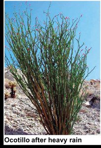 Photo of Ocotillo after heavy rain