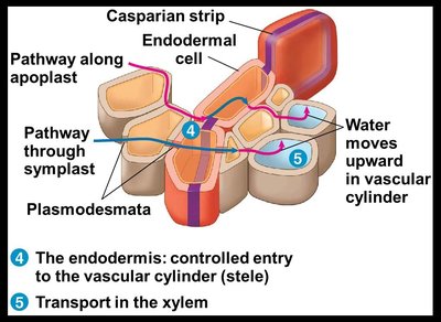Diagram showing apoplastic and symplastic pathways through the endodermis and into the xylem