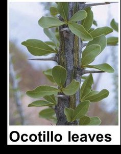 Photo of Ocotillo leaves