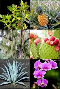 Photos of various CAM plants