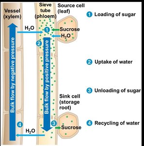 Diagram showing bulk flow in xylem and phloem, loading and unloading of sucrose