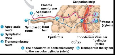 Diagram showing the Casparian strip and controlled entry to the vascular cylinder