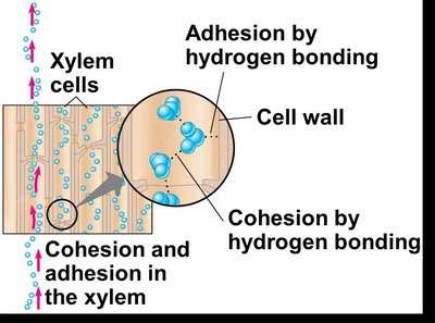 Diagram showing cohesion and adhesion in the xylem