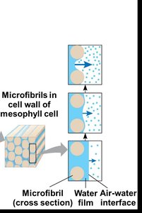 Diagram showing microfibrils and water-air interface in mesophyll cell walls
