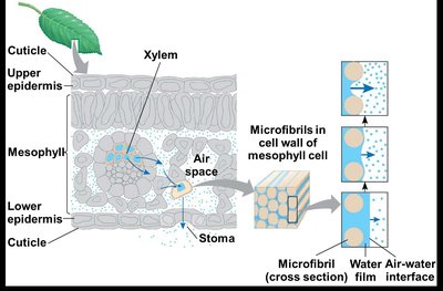 Diagram showing water movement from soil through root hairs to xylem