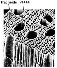 Electron micrograph of tracheids and vessel elements in xylem