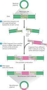 Restriction enzyme cutting and ligation process