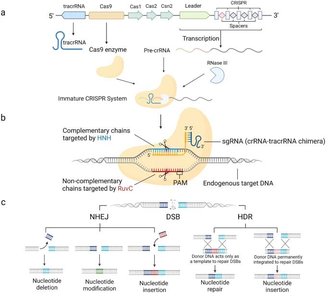CRISPR-Cas9 gene editing mechanism