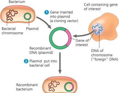 Gene insertion into plasmid and transformation into bacterium