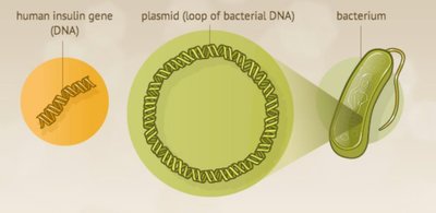 Pig pancreas as a source of insulin before recombinant DNA technology