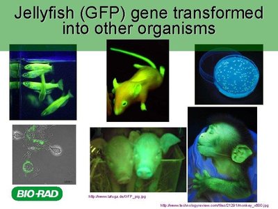 Jellyfish (GFP) gene transformed into other organisms