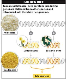 Golden Rice: beta-carotene-producing genes introduced into rice