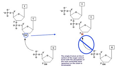 Chain-terminating nucleotide in DNA sequencing