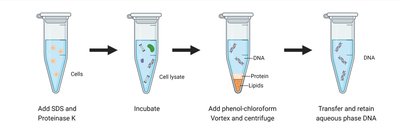 Spin-column DNA extraction workflow