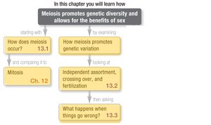 Chapter outline: Meiosis promotes genetic diversity and allows for the benefits of sex