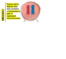 Meiosis I: Homologous chromosomes separate