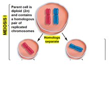 Meiosis II: Sister chromatids separate
