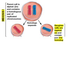 Meiosis produces four haploid cells