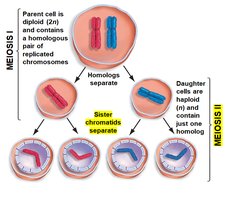 Meiosis overview