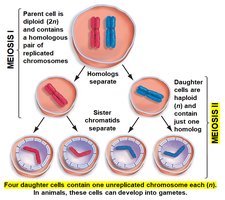 Meiosis overview