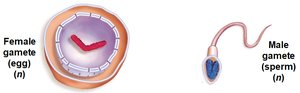 Female and male gametes (egg and sperm) are haploid (n)