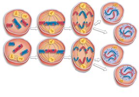 Meiosis II: Anaphase II