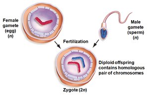Fertilization restores diploid chromosome number in zygote