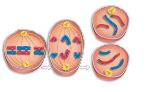 Recombinant chromatids after crossing over