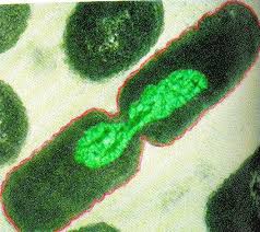 Asexual reproduction: binary fission in bacteria
