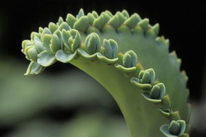 Asexual reproduction: plantlets