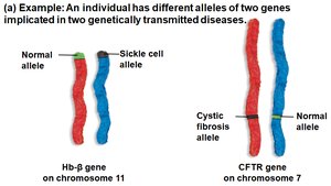 Independent assortment increases genetic variation