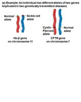 Independent assortment: chromosome sorting