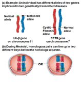 Independent assortment: chromosome sorting