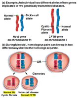 Independent assortment: meiosis II
