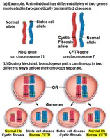 Independent assortment: meiosis II