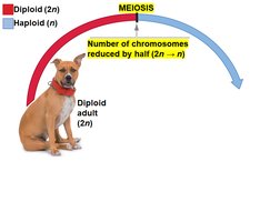 Meiosis reduces chromosome number by half