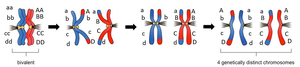 Crossing over increases genetic variation