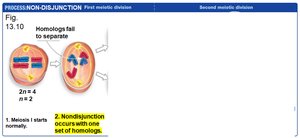Non-disjunction: Meiosis II