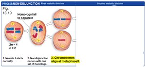 Non-disjunction: Meiosis I
