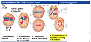 Non-disjunction: Meiosis II