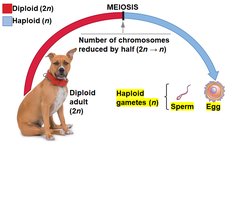 Meiosis produces haploid gametes